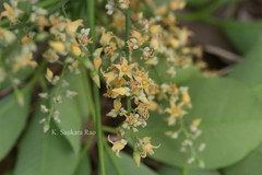Hevea brasiliensis